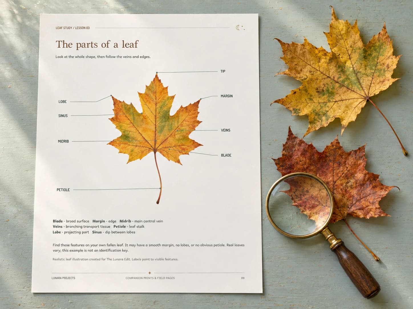 The parts of a leaf study page beside two fallen maple leaves and a magnifying glass on a pale sage table.