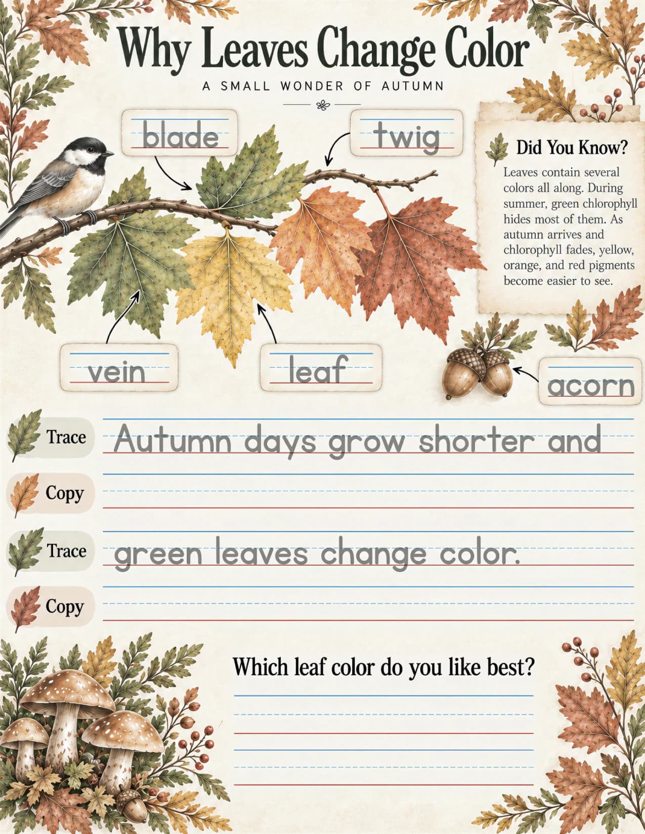 The Why Leaves Change Color page: a chickadee on a branch of green, yellow, orange, and red leaves labeled blade, twig, vein, leaf, and acorn; a Did You Know? note about chlorophyll; the sentence “Autumn days grow shorter and green leaves change color.” to trace and copy; and the question “Which leaf color do you like best?”