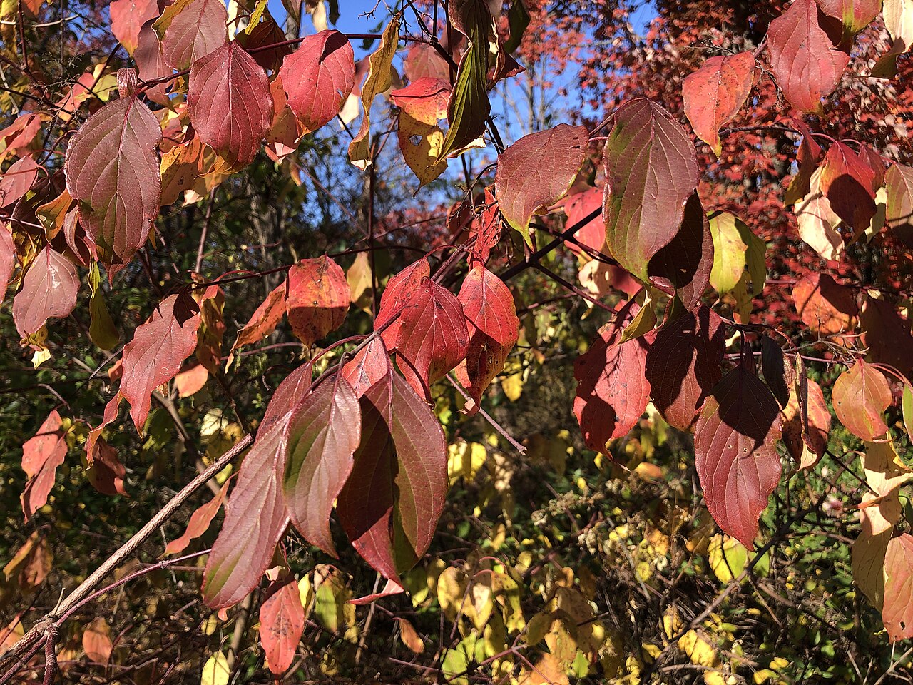 Red-osier dogwood leaves in autumn, with red, muted purple, yellow and green areas visible on the branches.
