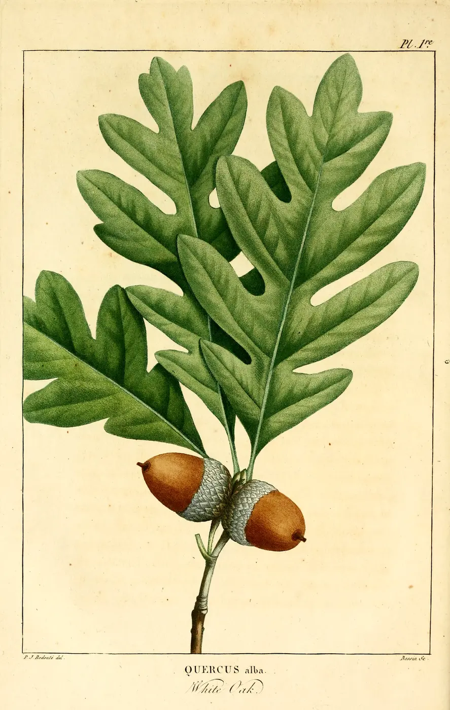 An 1812 botanical plate of white oak showing lobed green leaves and acorns on a branch.