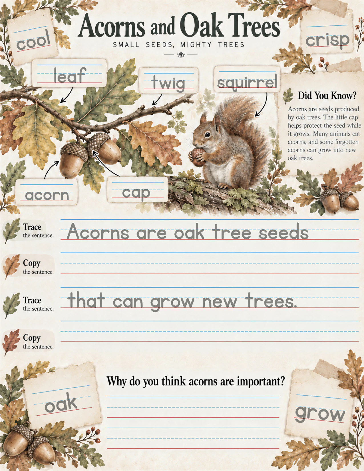 The Acorns and Oak Trees page: a squirrel holding an acorn beside an oak branch, labeled leaf, twig, squirrel, acorn, and cap; a Did You Know? note about acorns as seeds; the sentence “Acorns are oak tree seeds that can grow new trees.” to trace and copy; and the question “Why do you think acorns are important?”