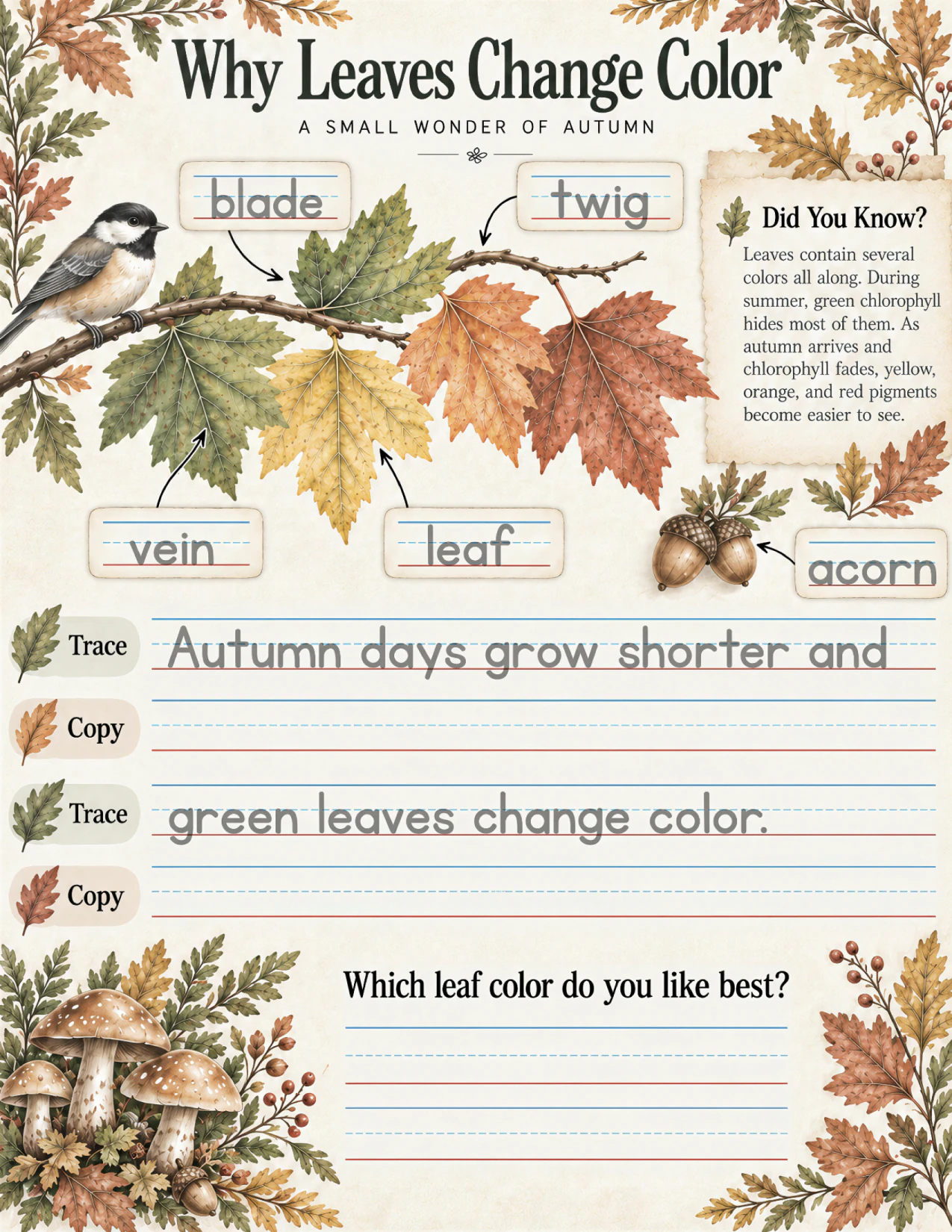 The Why Leaves Change Color page: a chickadee on a branch of green, yellow, orange, and red leaves labeled blade, twig, vein, leaf, and acorn; a Did You Know? note about chlorophyll; the sentence “Autumn days grow shorter and green leaves change color.” to trace and copy; and the question “Which leaf color do you like best?”